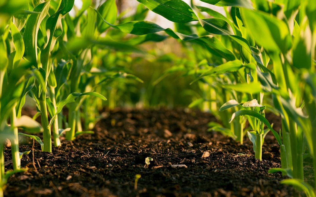 Organic residues recycling in agriculture