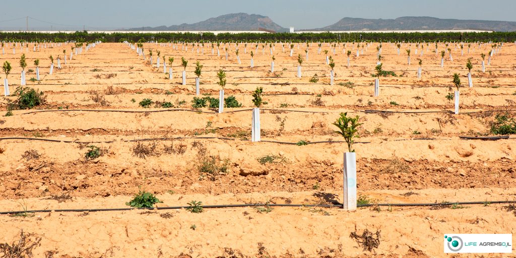 IDConsortium News Agremso3il the world soil day agremso3il effects bg 01