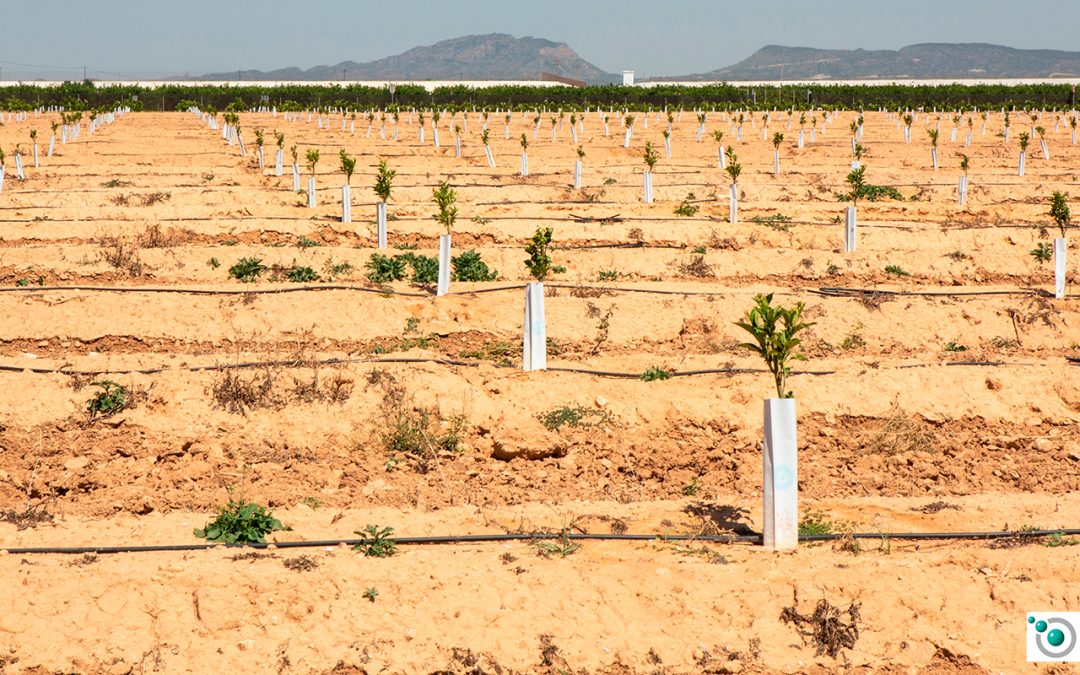 The World Soil Day – Agremso3il effects