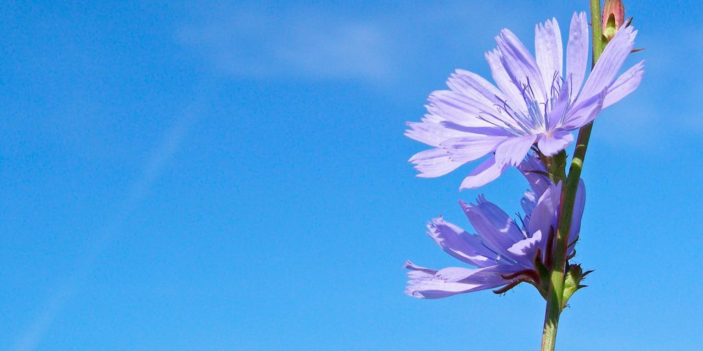 IDConsortium News Chic research chicory plants without bitter compounds crisprcas method bg 01