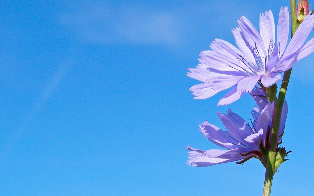 Researchers make chicory plants without bitter compounds using CRISPR/Cas method