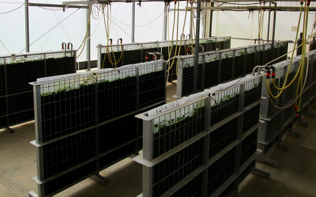 FUEL4ME – FUture European League for Microalgal Energy