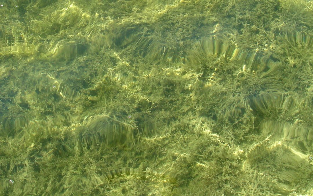 An EU-funded project about increasing microalgae biomass production is underway
