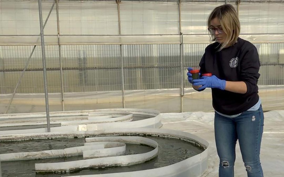 La UAL participa en el proyecto ‘Prodigio’ para mejorar y estabilizar la producción industrial de microalgas