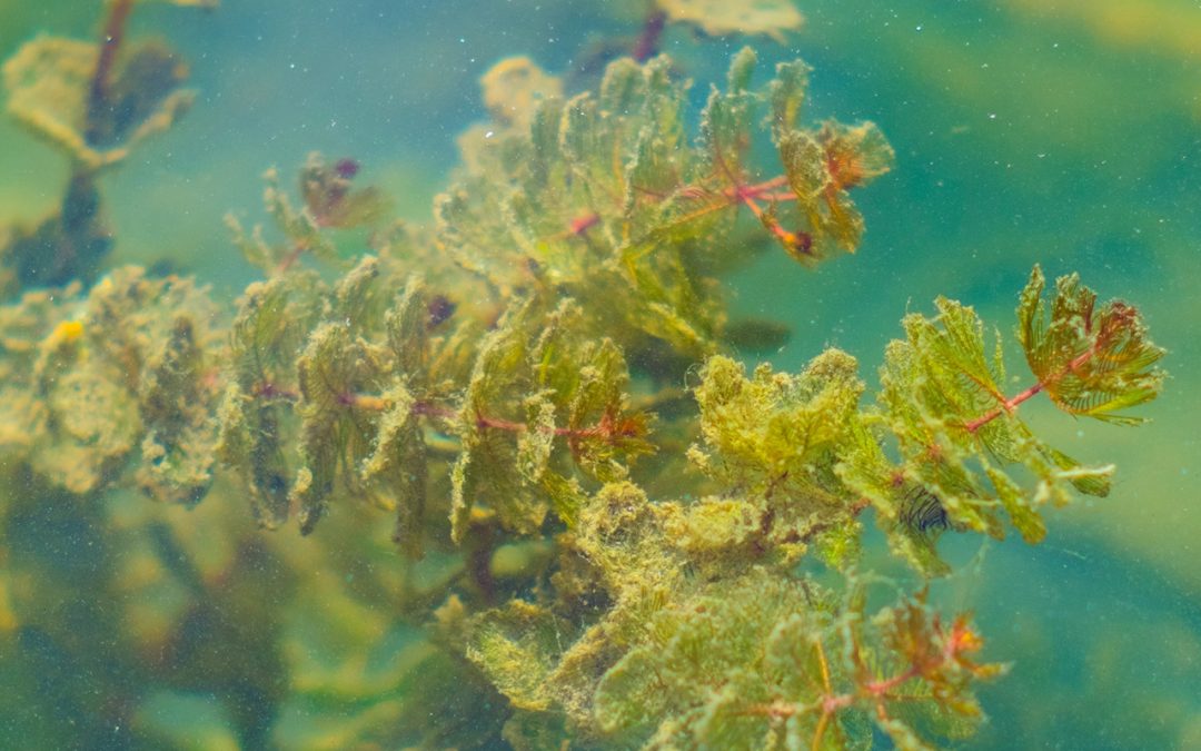 Check out this article that discusses genetic modifications on microalgae, similar to Prodigio project!