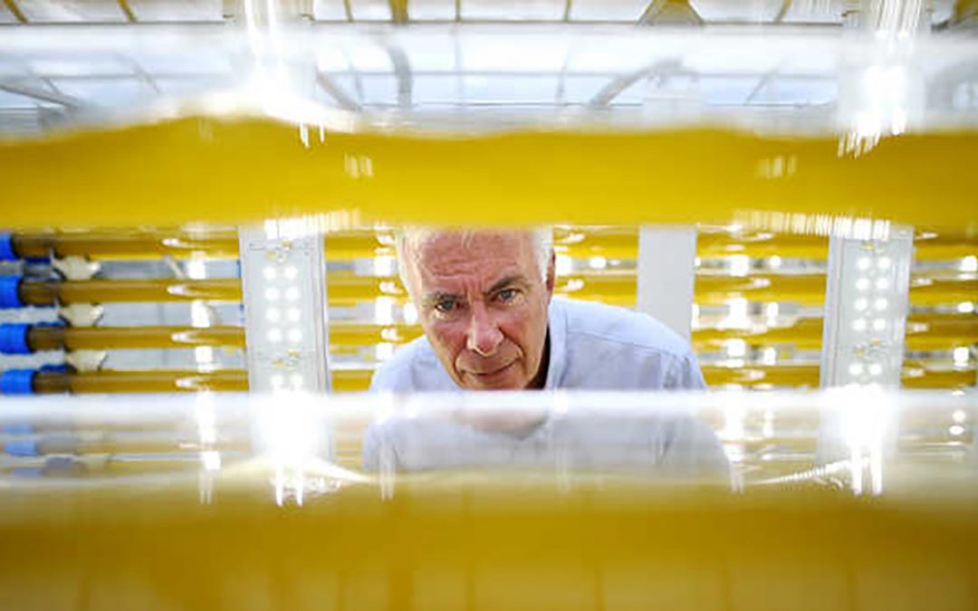 Most efficient source of fuel may be tiniest organism