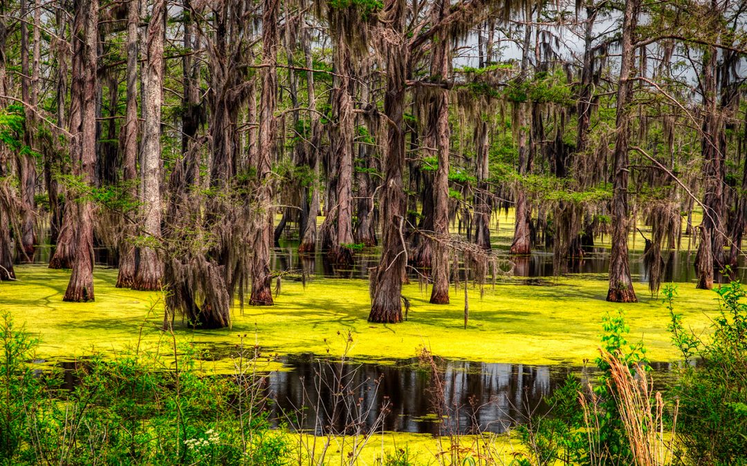 The opportunity for algae in carbon utilization