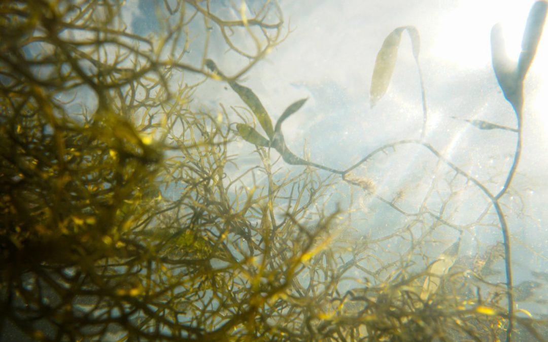 Optimización de la bioconversión de biomasa algal en biogás a escala industrial