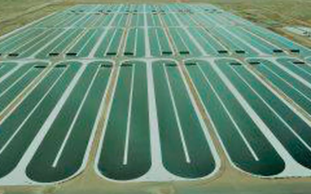 See how algae could change our world