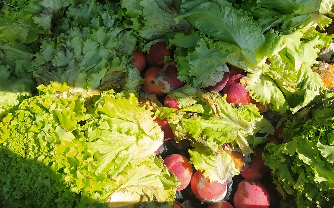 The RUSTICA European Project, what interests for farmers?