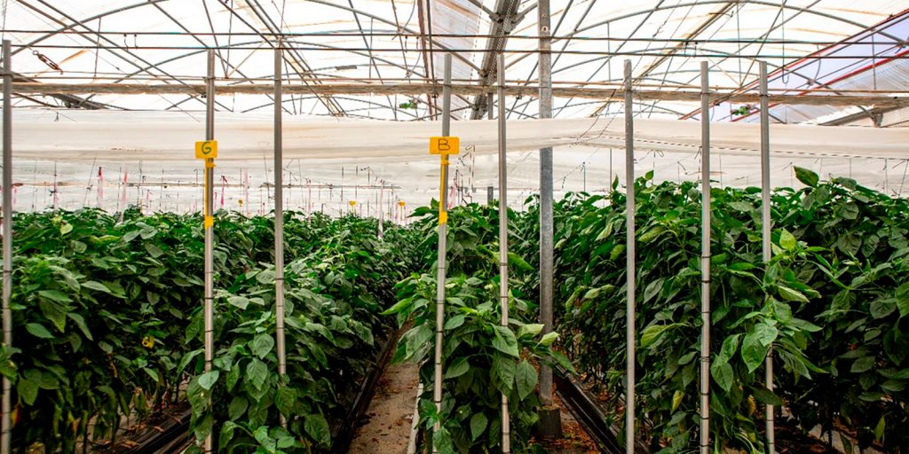 IDConsortium News Agremso3il new greenhouse assay bg