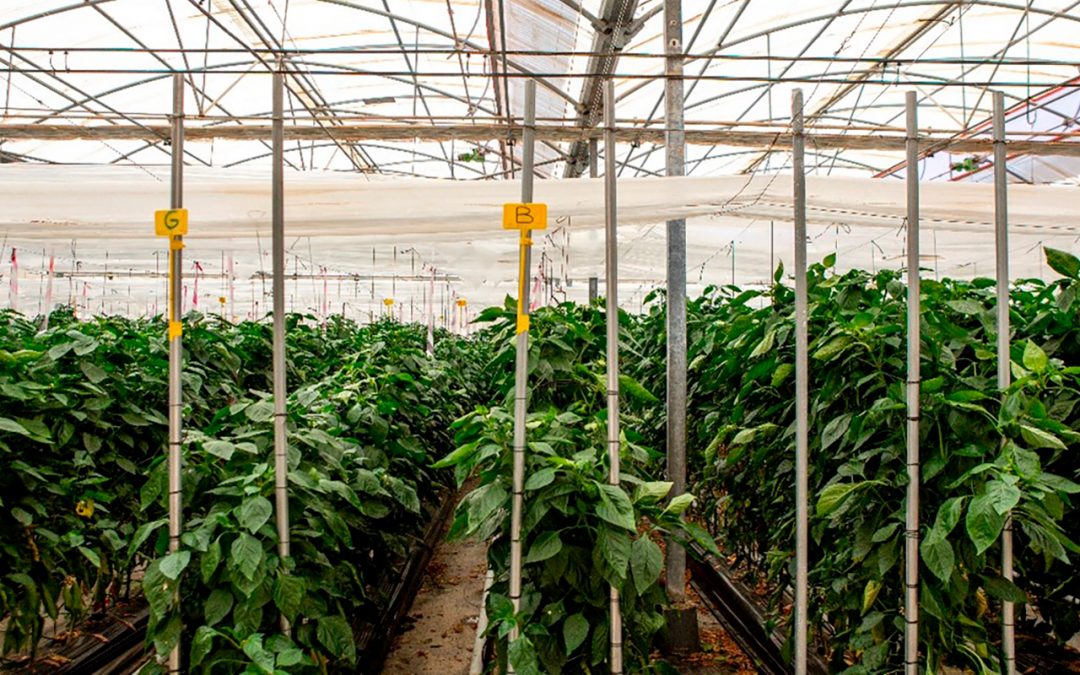 A new greenhouse assay inside LIFE AgRemSO3il