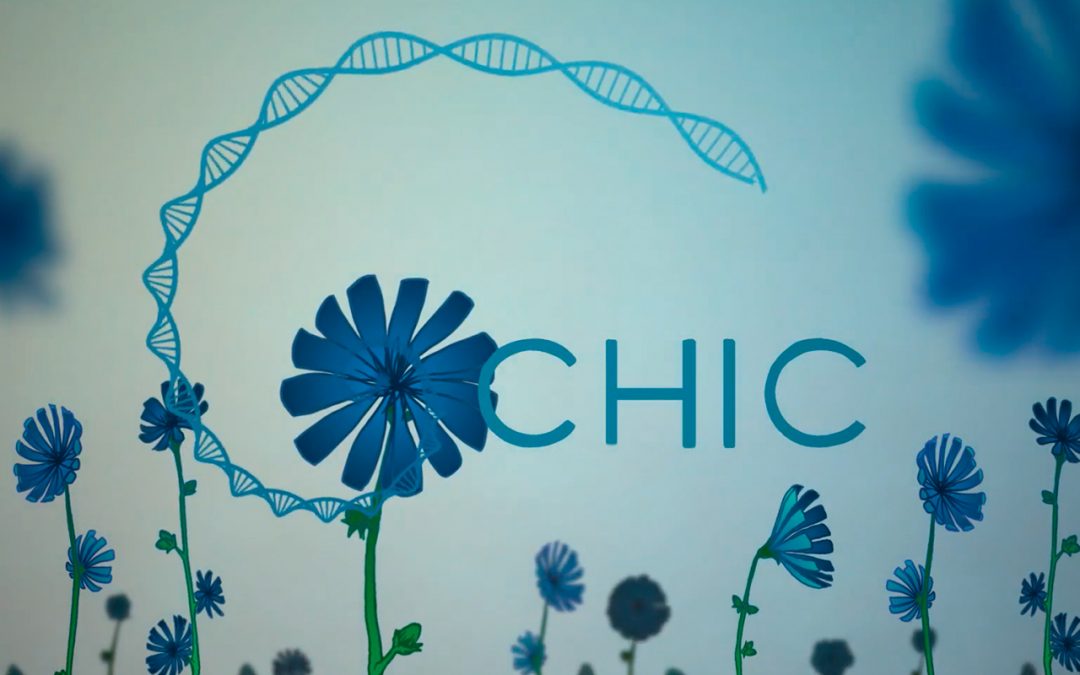 How art and science are helping chicory: an inside look at the new CHIC project