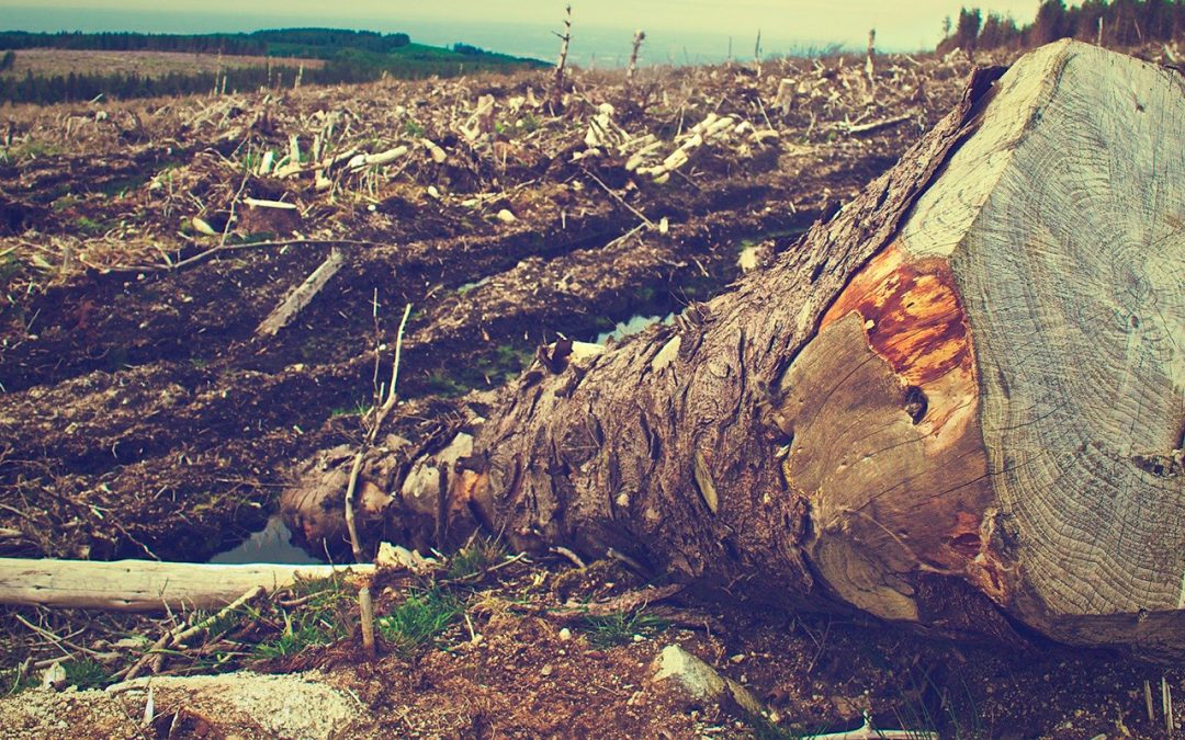 New global standard counts the cost of environmental damage