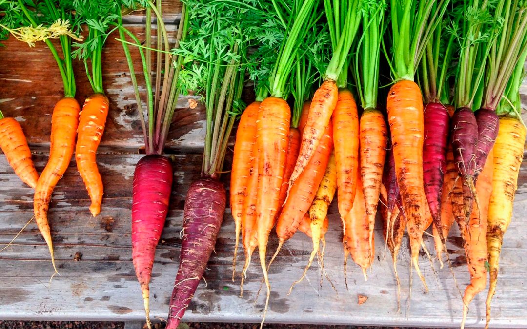 Organic farming improved but still flaws with traceability