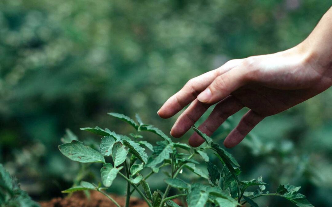 Europe Invests €213 Million in Circular Bioeconomy to Fuel Innovation