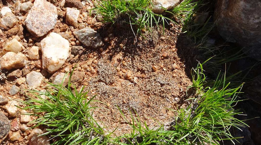 Booster partner organize international workshop: “Drought sensing? What do we know from crops to resurrection plants?”