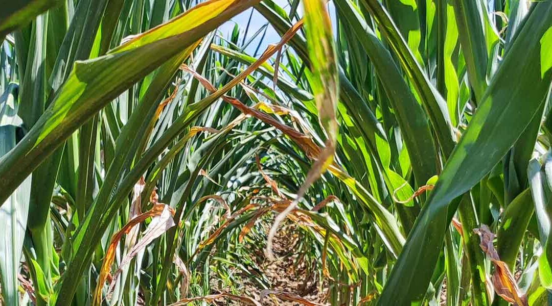 New European project to develop innovative and sustainable strategies to create climate-resilient cereals