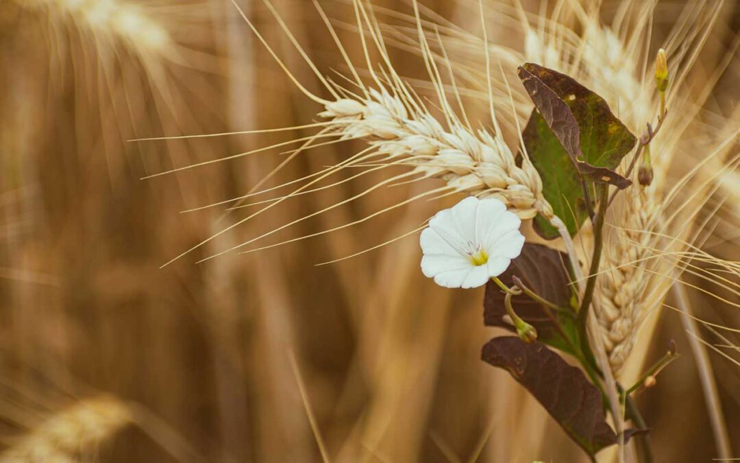 Transformative Adaptation of Mediterranean Dry Farming Systems Using Water Harvesting Techniques