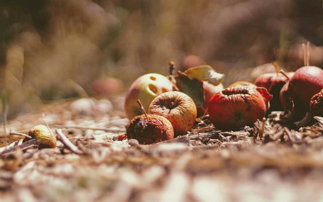 Developing Cost-effective and Sustainable Technologies for Mediterranean Food Systems to Decrease Food Loss and Waste