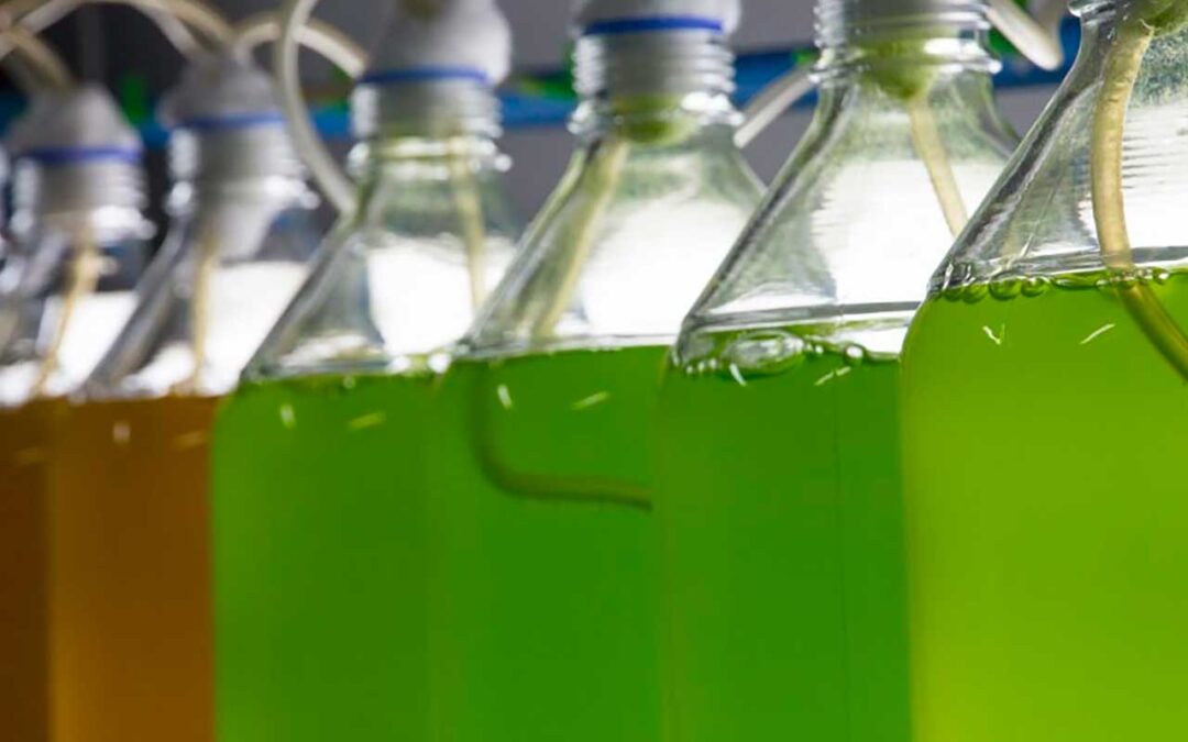 What is Algae Culture?