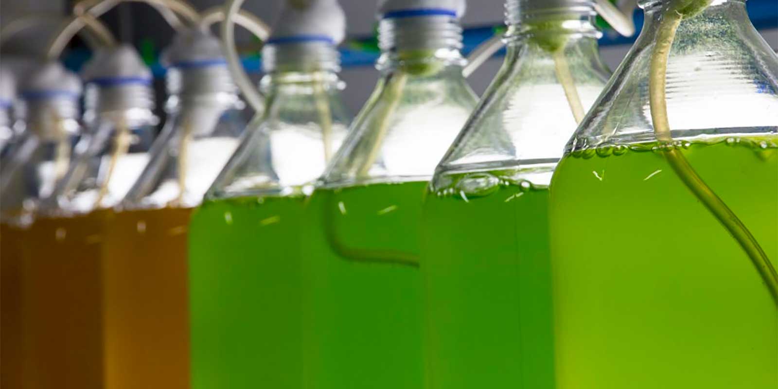 IDConsortium - Prodigio - What is Algae Culture?