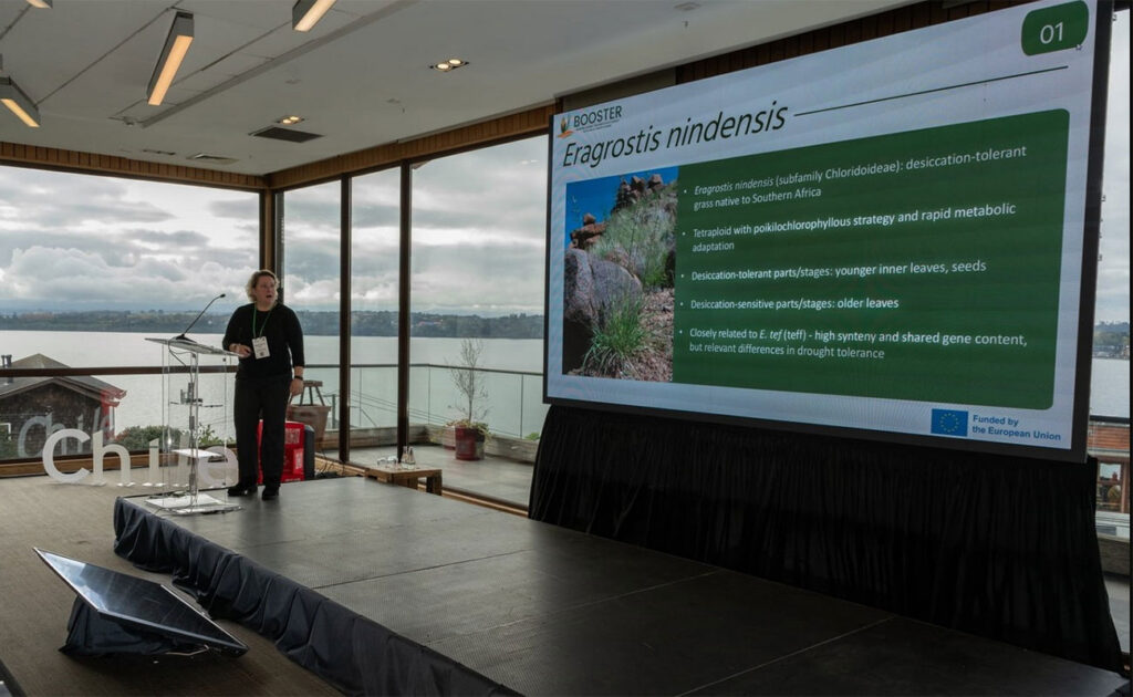 CREA advances BOOSTER’s drought-resilience breakthroughs with new genomic insights, global outreach, and stakeholder engagement