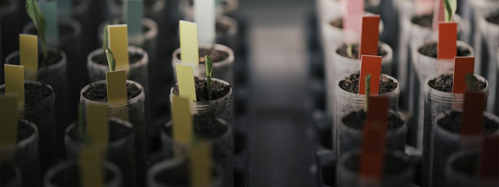IDConsortium - BOOSTER - University of Bern advances microbial and seaweed-based solutions for drought-resilient teff