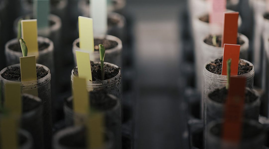 University of Bern advances microbial and seaweed-based solutions for drought-resilient teff