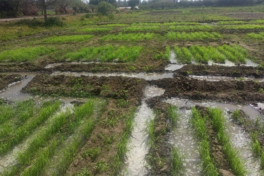 EIAR advances BOOSTER field validation of microbial biostimulants for drought-stressed teff