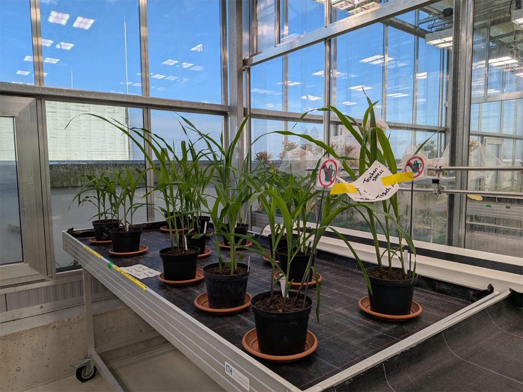 BOOSTER Project - From Nantes to university classrooms: BOOSTER shares advances in drought-resilience research (EPIPLANT 2026)