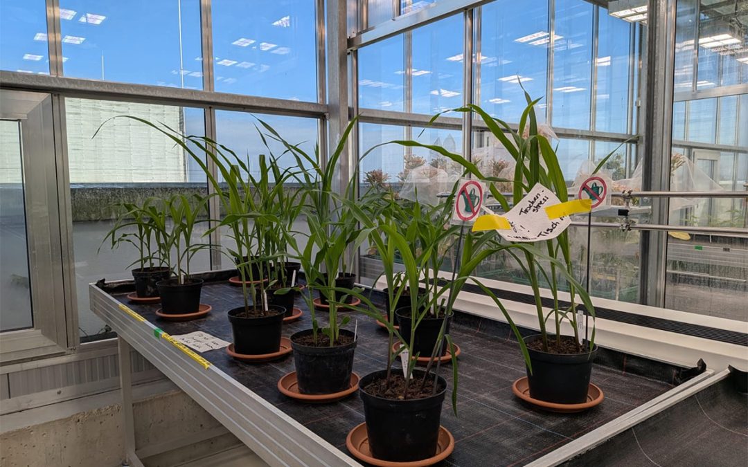 From Nantes to university classrooms: BOOSTER shares advances in drought-resilience research (EPIPLANT 2026)